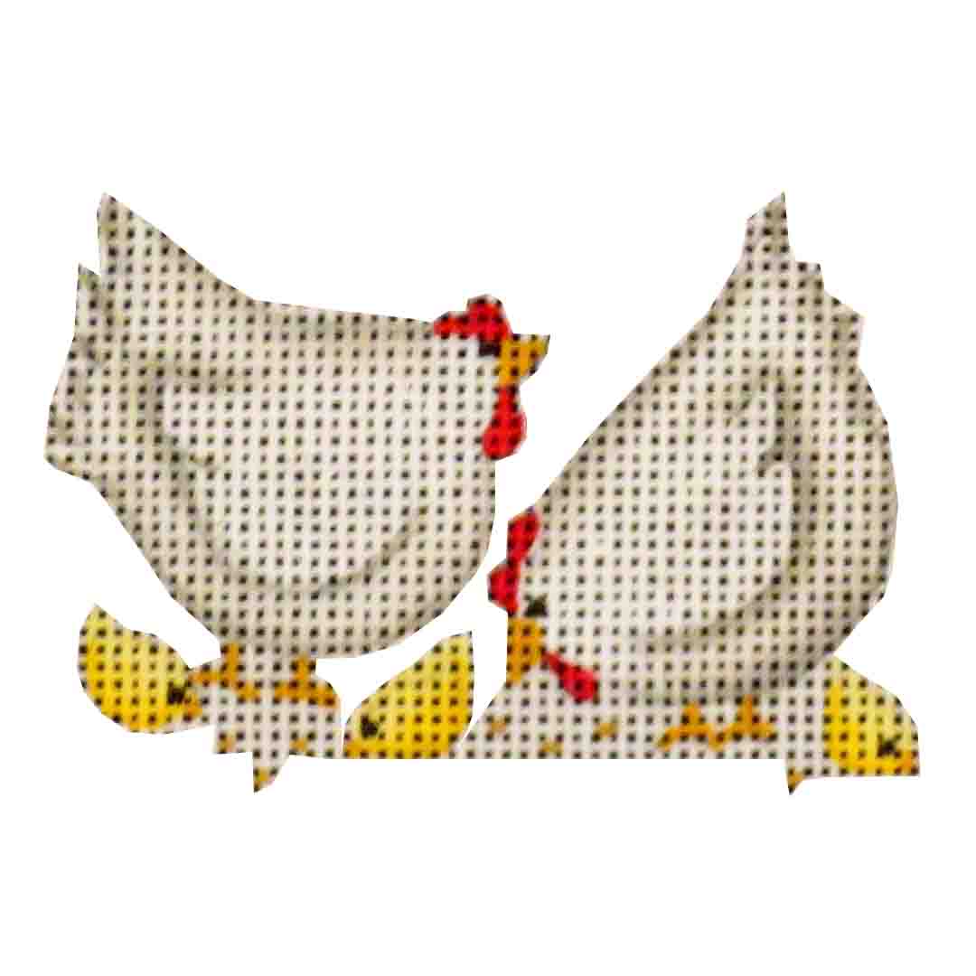 019H - Chickens