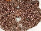 Wonder Ribbon - Embellishment