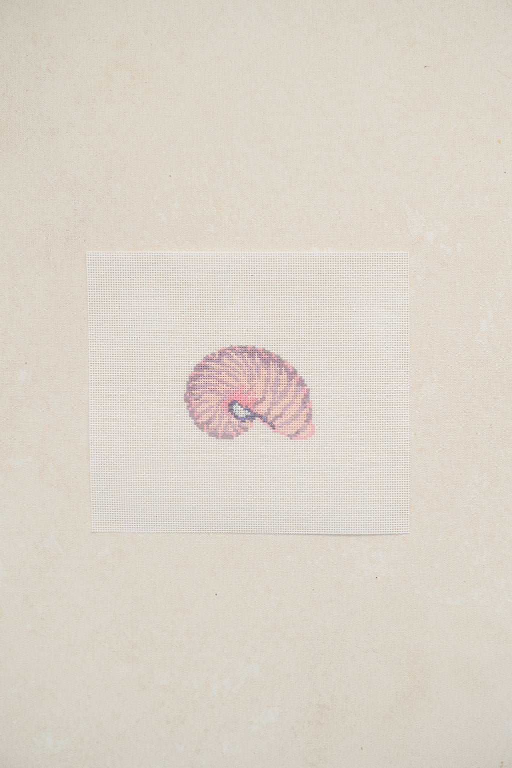 Nautilus Shell
