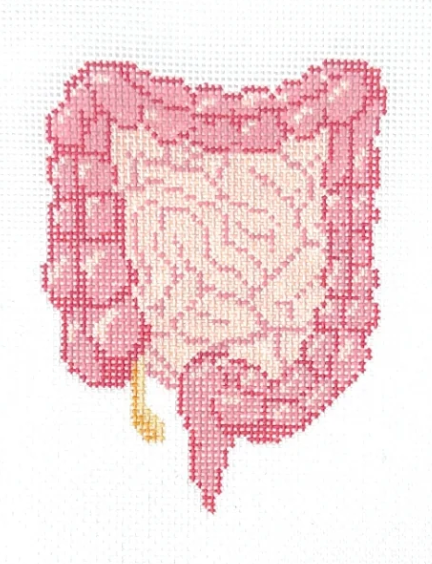 SBS - Anatomical Lower Digestive Tract