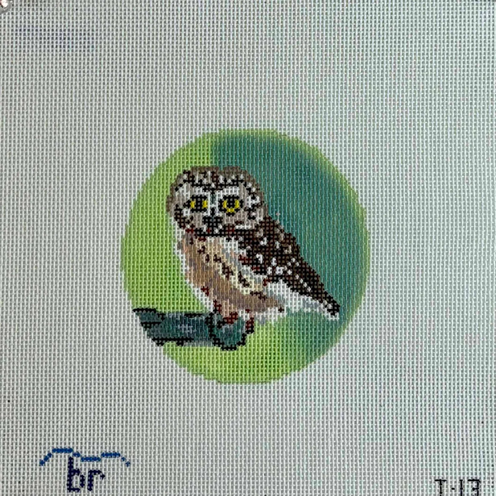 T13 - Saw Whet Owl