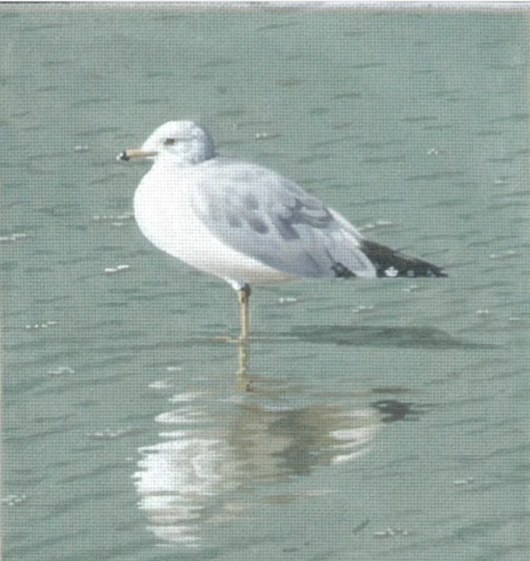 TTASP135 - Seagull