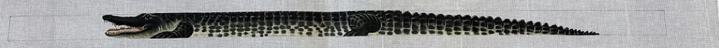 TTB146 - Alligator Belt