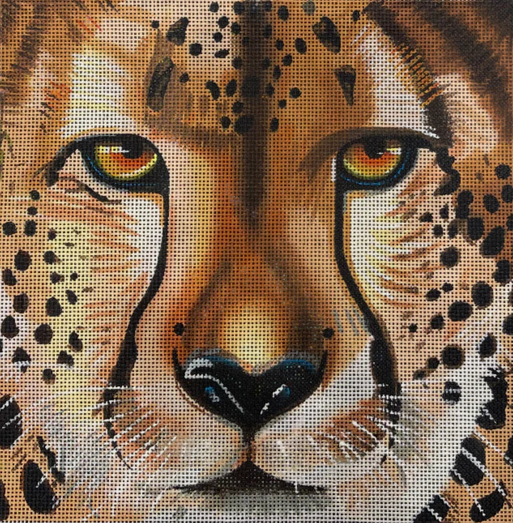 AN538 - Cheetah
