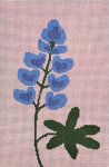 ASIT511 - Blue Bonnett