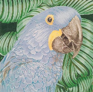 C-451B - Parrot Hyacinth Macaw