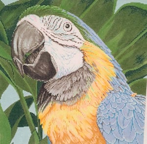 C-451D - Parrot Blue and Yellow Macaw