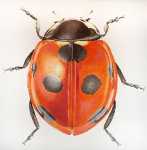 C-591A - Big Bug - Lady Bug
