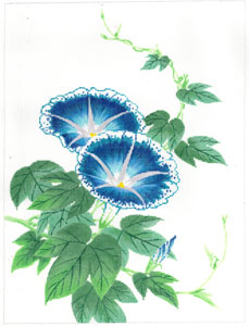 C-607 - Morning Glory - Blue
