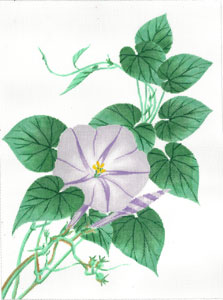 C-608 - Morning Glory - Purple