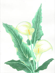 C-612 - White Lily