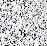 Miyuki Delica Beads - Size 15 - 000-0209