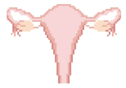 SBS103 - Uterus