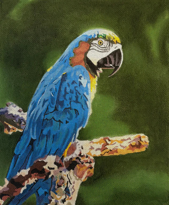 GIA11 - Macaw
