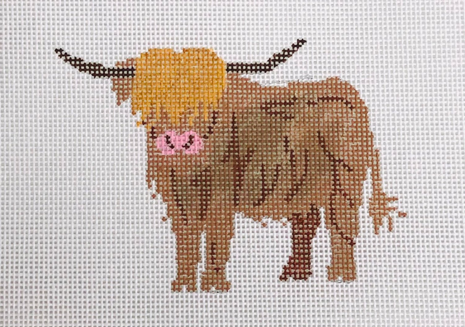 Highland Coo