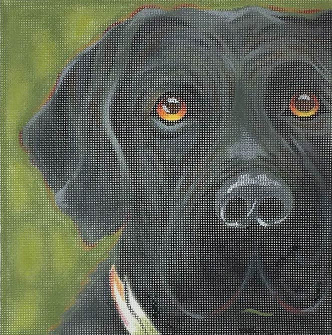 JTP-010 - Black Lab