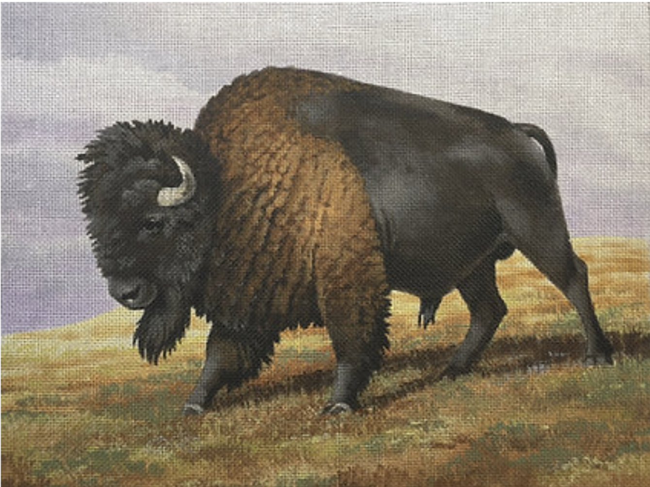 LGDP515 - Buffalo