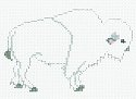 PT594 - Animals: Buffalo