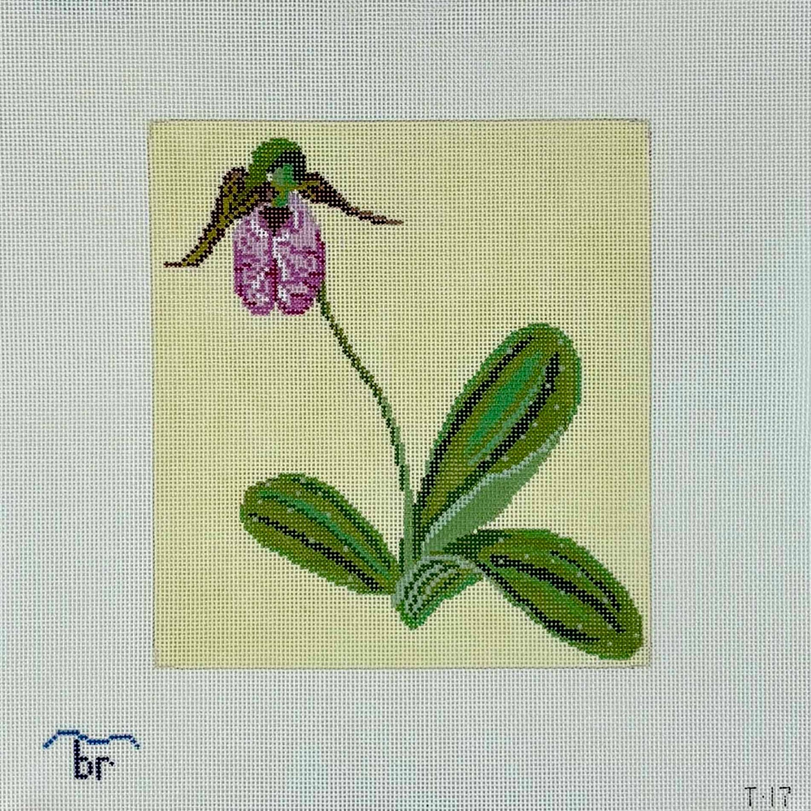 T17 - Pink Lady's Slipper