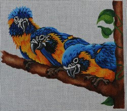 R303 - Family of Parrots