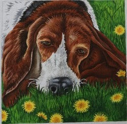 R584 - Basset Hound in Field of Yellow Flowers