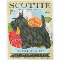 TC-SF301 - Scottie Seed Company